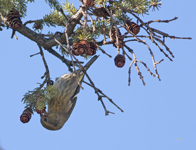 White winged Crossbill 5187